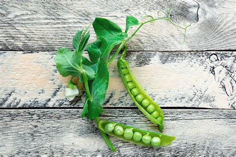 Zrelé struky sladkého hrášku pripravené na zber