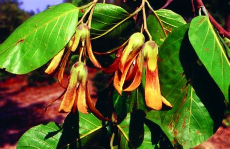 Strom Shorea stenoptera a Illipe maslo