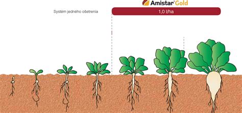Ilustrácia rôznych škodcov cukrovej repy