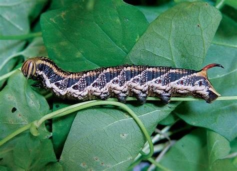 Húsenica mory gama na liste cukrovej repy