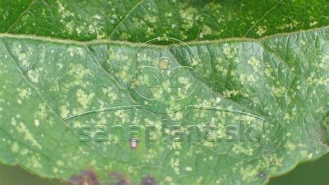 Roztočec chmeľový na spodnej strane listu