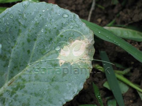 Poškodenie mladých rastlín repy rýhovcom repovým