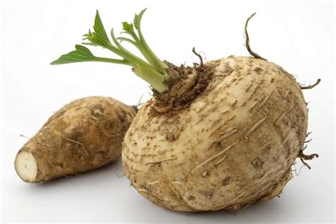 Drôtovec poškodzujúci koreň