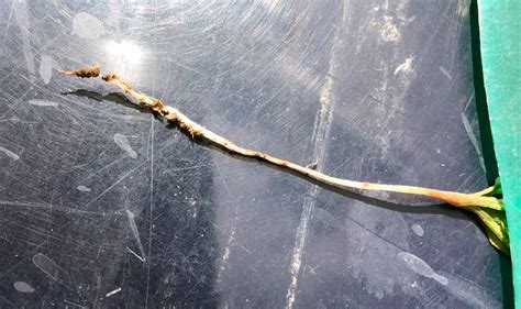 Poškodenie hypokotylu mladého rastlinky repy