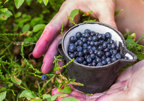 Ilustrácia čučoriedok v miske