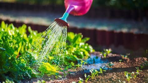 Schéma správneho zavlažovania melónov