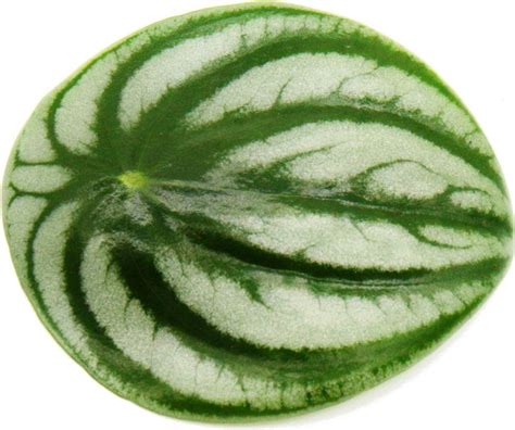 Zostrih rôznych odrôd vodných melónov