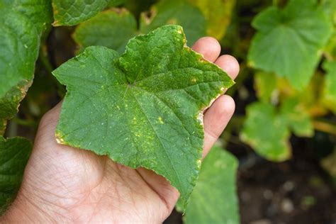 Tabuľka odolných odrôd uhoriek voči plesni
