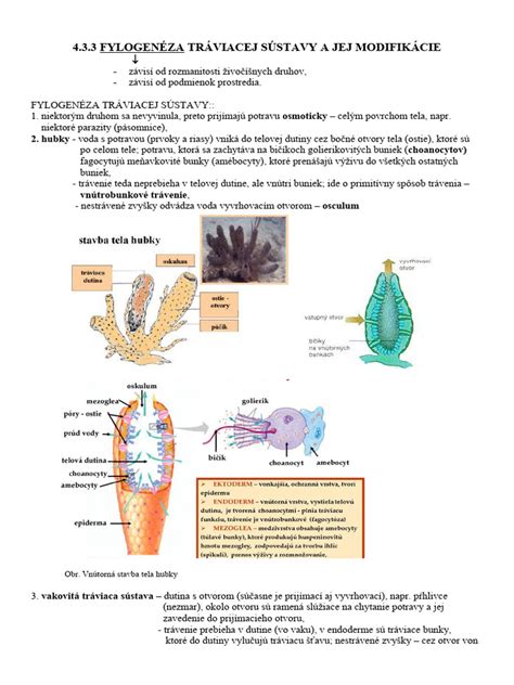 Evolúcia tráviacej sústavy živočíchov