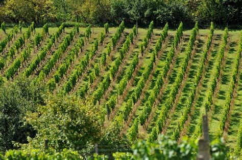 vinice v údolí Rhôny