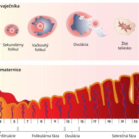 Anatómia ženských vonkajších pohlavných orgánov