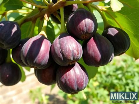 Zrelé figy na konári