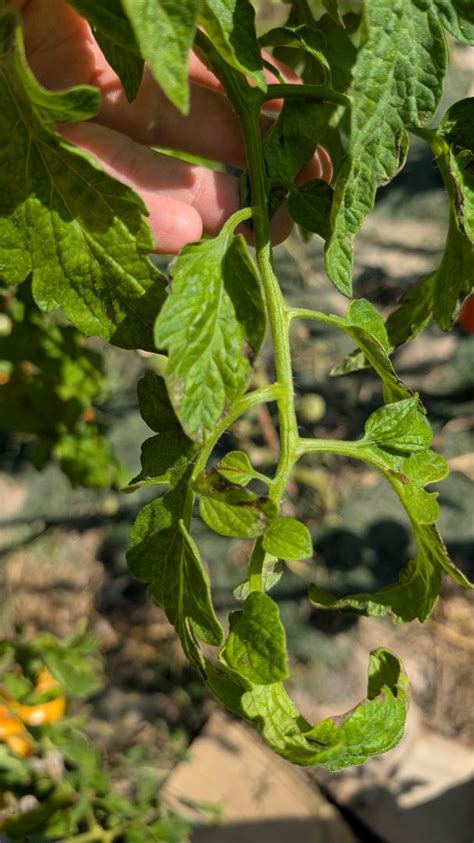 Ilustrácia vošiek na listoch paradajky