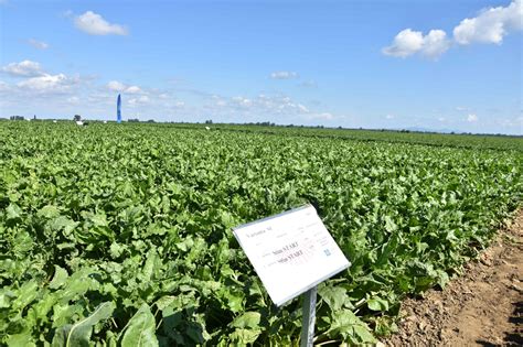 Správna hĺbka sejby cukrovej repy