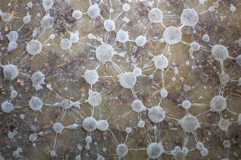 Mykorízne huby a ich vplyv na rastliny