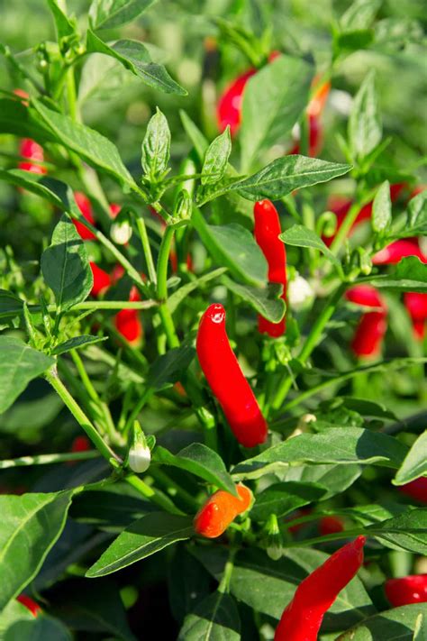 Mapa pestovania chilli papričiek