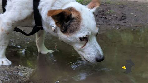 Pes pijúci vodu z misky