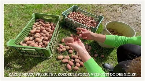 Proces dozrievania zemiakov po zbere