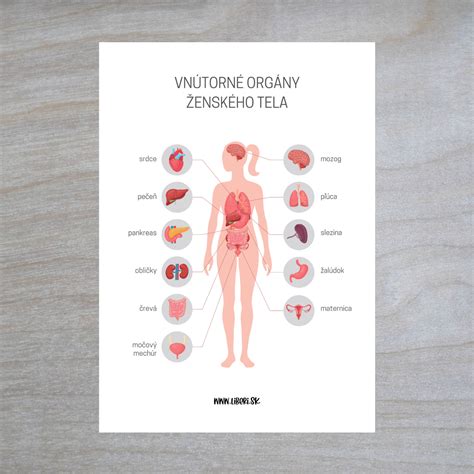 Schéma ľudského tela s vyznačenými orgánmi na detoxikáciu