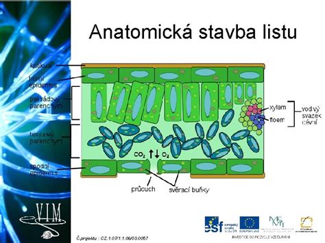 Anatomická stavba listu C4 rastliny