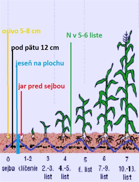 Vývoj koreňového systému kukurice