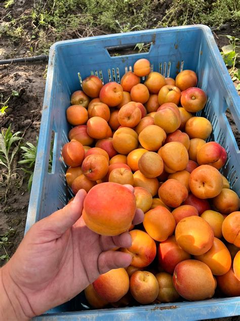 Zrelé marhule pripravené na spracovanie