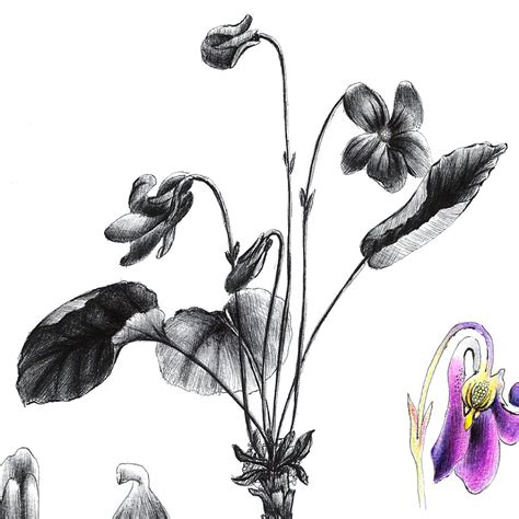 Ilustrácia fialky voňavej