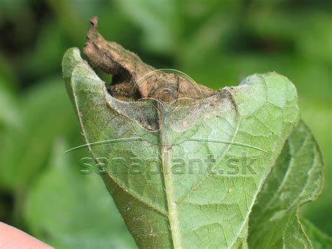 Pásavka zemiaková a pleseň zemiaková