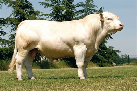 Plemeno Charolais