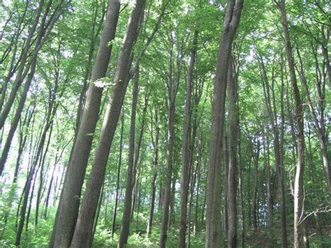 Lesná pôda s hríbmi