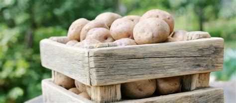 Zemiaky ako zdroj energie a živín v tehotenstve