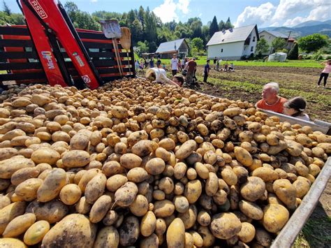 Grafické znázornenie delenia zemiakov podľa doby zberu