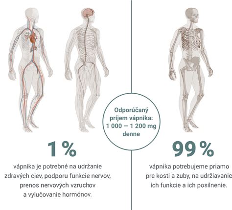 Ilustrácia žlčníka v ľudskom tele