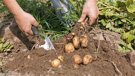 Zemiaková motyka na zber zemiakov