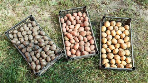 Správne uskladnenie zemiakov v pivnici