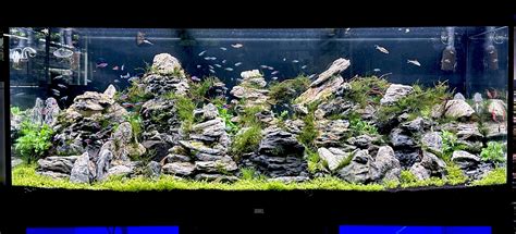 Spoločenské akvárium s bojovnicou