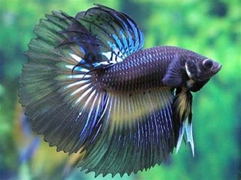 Bojovnica s príznakmi choroby