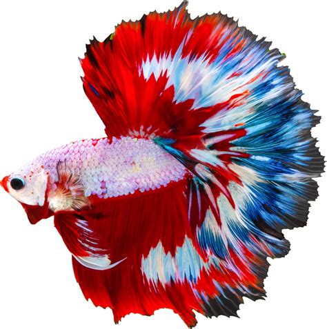 Zdravá a chorá bojovnica