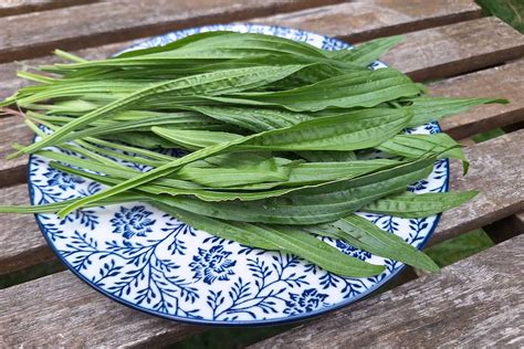 Obrázok skorocelových listov