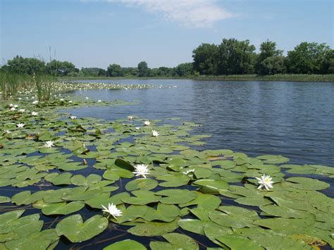 soľné mokrade v Seewinkel