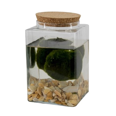 Štýlová fotografia nakladaného hermelínu s olivami a bylinkami v sklenenej nádobe