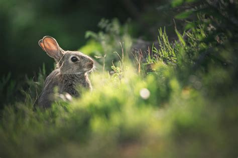Ilustračná fotografia pečeného zajaca