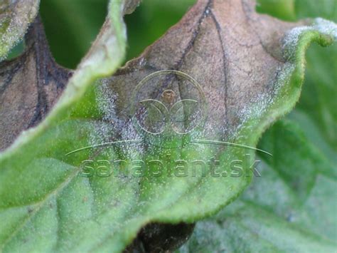 Ilustrácia plesne na potravinách