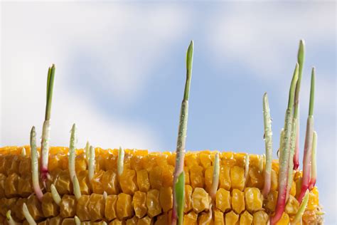 rozložené časti klasu kukurice