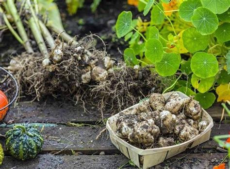 Rozdiel medzi batatom a zemiakom