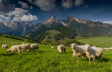 Slovenský salaš a ovce