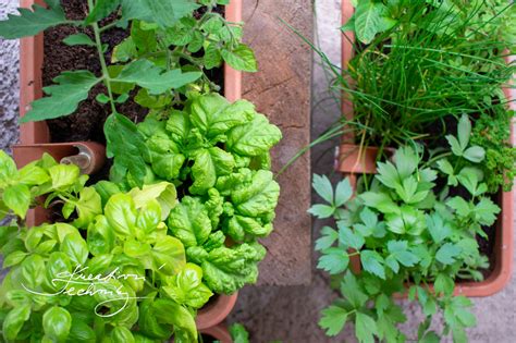 Čerstvé bylinky na ozdobenie zemiakov