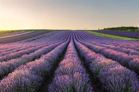 Symbolika levandule na svadbe