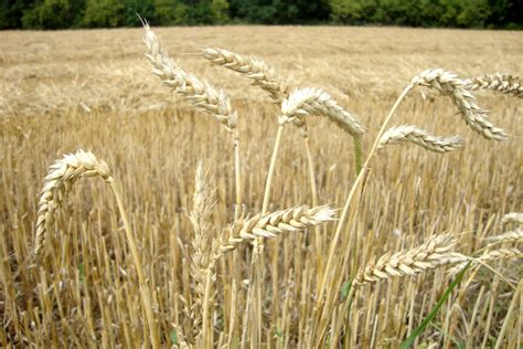 Ilustrácia zberu pšenice