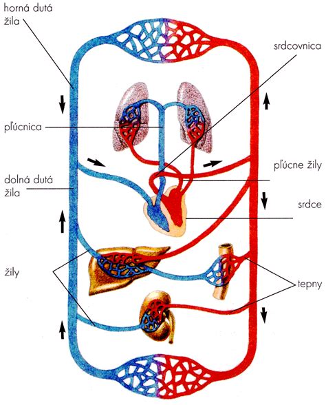 Schéma radiálneho cievneho zväzku v koreni